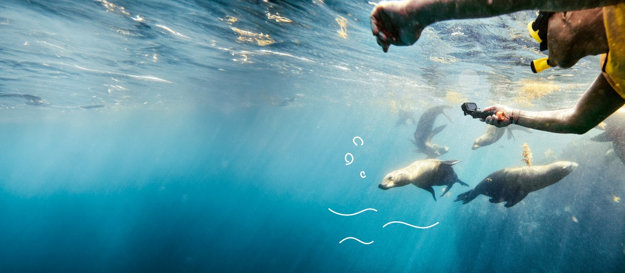Ein Taucher filmt Robben unter Wasser.